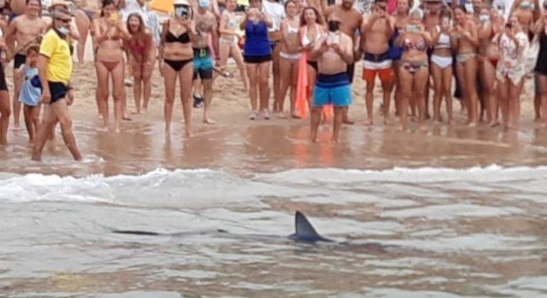Animal chegou a encalhar, mas conseguiu se libertar sozinho