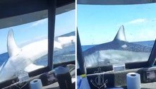 Tubarão gigante 'dança' na proa de barco pesqueiro para escapar e anima tripulação