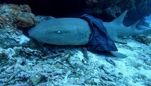 Tubarão de saia preocupa biólogos marinhos: 'Fazendo o possível para localizá-lo'