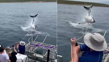 Tubarão salta para fora da água a poucos metros de barco turístico
