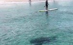 Um tubarão sorrateiro nadou nas águas rasas de uma praia da Flórida e tentou fazer vítimas entre os nadadores e praticantes de esportes. As imagens das manobras assustadoras do animal foram registradas por um operador de drone