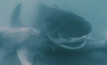 O que realmente não importava nem um pouco para o tubarão-tigre, que apenas aproveitou a oportunidade para encher o estômago