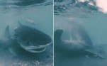 Um tubarão-tigre foi flagrado enquanto devorava a carcaça de um tubarão-martelo, ao longo da costa de Juno Beach, na Flórida (EUA)
