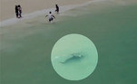 Um tubarão-tigre deixou banhistas em pânico ao nadar a poucos metros da areia de praia em Perth, na Austrália