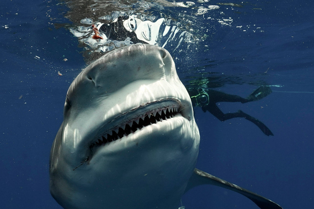 Mergulhador flagra tubarão monstruoso caçando em praia - Fotos - R7 Hora 7
