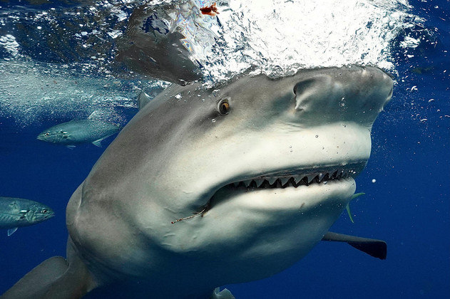 As fotos revelaram detalhes raramente vistos em fotos de tubarões da espécie, como as fileiras de dentes também enormes dela