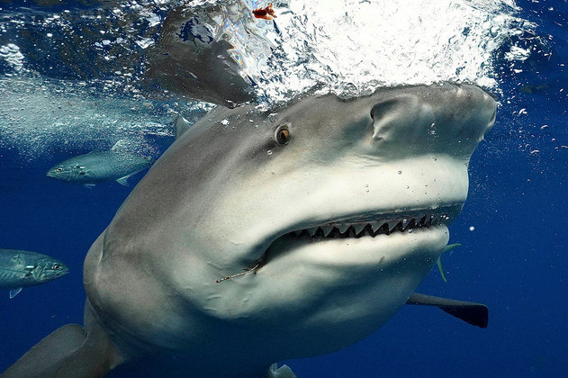 As fotos revelaram detalhes raramente vistos em fotos de tubarões da espécie, como as fileiras de dentes também enormes dela As fotos revelaram detalhes raramente vistos em fotos de tubarões da espécie, como as fileiras de dentes também enormes dela