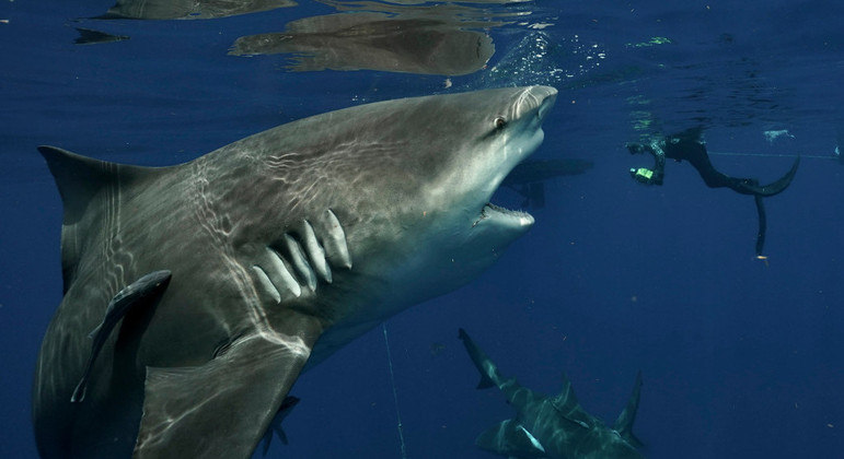 Mesmo com outro nome, dar de cara com eles continua assustador