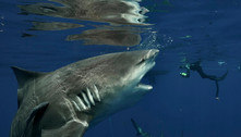 Parem de afirmar que tubarões 'atacam humanos', dizem cientistas