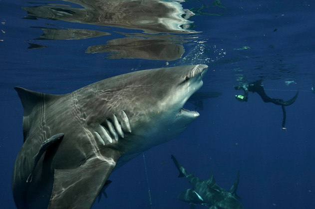 Imagens quase inacreditáveis mostraram uma enorme tubarão-cabeça-chata (Carcharhinus leucas) gigantesca. As fotos foram feitas pelo mergulhador John Moore, no início de abril, na costa da Flórida (EUA)