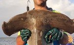 Jason Moyce, capitão do navio de pesca, afirmou que a concorrência com tubarões gigantes e canibais começa a ser um problema para a atividade pesqueiraLEIA MAIS: Serpente mais mortal da Austrália é removida de caixa de brinquedos
