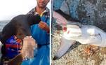 A vida não está nada fácil para os tubarões pequenos que nadam na região de Nova Gales do Sul, na Austrália. Três deles foram capturados por um pescador local, que conseguiu fisgar apenas a metade dos animais. O restante provavelmente virou refeição de um tubarão maior, que apelou para o canibalismo