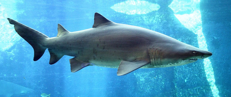 Tubarões geralmente são vistos à distância no mar e em águas mais profundas. Apesar disso, algumas espécies ficam mais perto da costa para caça ou reprodução