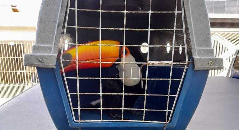 Agentes conseguiram resgatar a ave e acondicioná-la em uma caixa de transporte