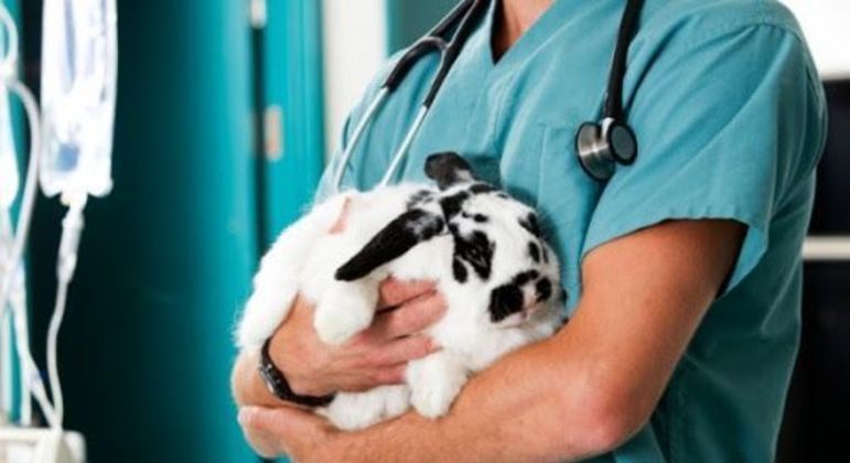 Tularemia, o que é? Sintomas, tratamento e prevenção