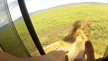 Turista abre janela para acariciar leão em safári e quase perde a mão