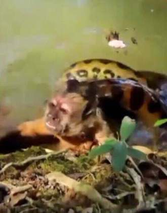 Turistas que passeavam por Bonito, no Mato Grosso do Sul, se comoveram ao ver o macaco em desespero, na beira do rio, prestes a ser devorado pela serpente.