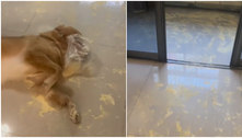 Cachorro e filhote 'atacam' pacote de leite em pó e causam a maior bagunça em casa