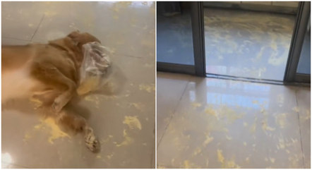 Tutora encontrou o cachorro com o pacote de leite em pó na cara e a casa toda suja