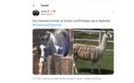 É claro que não podia deixar de mostrar os participantes mais aguardados da temporada: os animais. A Fazenda contará com novos bichinhos também
