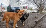 Ucraniana salva cachorros abandonados