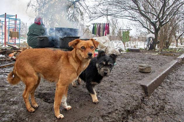 Ucraniana salva cachorros abandonados
