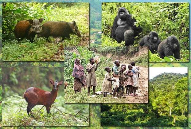 UGANDA - Em Uganda, também na África, a linha atravessa a Floresta Impenetrável de Bwindi.