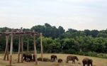 93% do habitat natural dos elefantes já foi perdidoVEJA MAIS: Perda total! Ricaço bate e destrói Lamborghini de mais de R$ 1 milhão