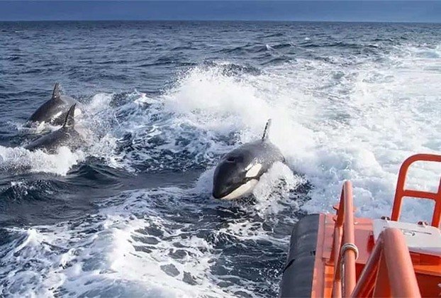 Um bando de orcas atacou um veleiro que passava pelo Estreito de Gibraltar. 