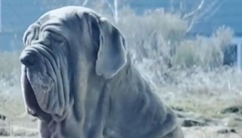 Raça de cachorro cheio de 'pelanquinhas' faz sucesso na web (Raça de cachorro cheio de ‘pelanquinhas’ faz sucesso nas redes sociais)