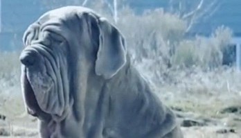 Raça de cachorro cheio de 'pelanquinhas' faz sucesso na web (Raça de cachorro cheio de ‘pelanquinhas’ faz sucesso nas redes sociais)
