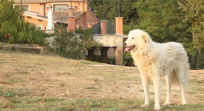 A pesquisa foi restrita à posse de cães porque não há dados completos sobre outros animais de estimação nos registros públicos suecos