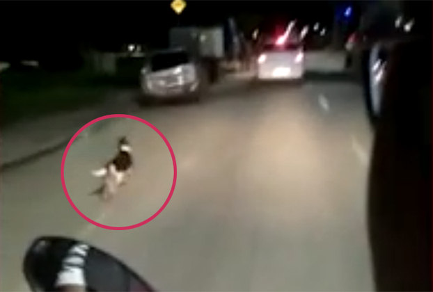 Um carro branco abriu a porta e abandonou o cachorro no meio da rua. Um vídeo mostra o animal correndo atrás do carro, mas mesmo assim o motorista não parou. 