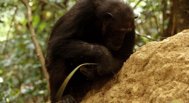 As observações de Goodall provaram que os chimpanzés são capazes de fazer ferramentas