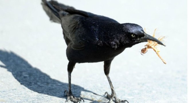 Muitos pássaros e outros animais dependem de insetos para sua alimentação