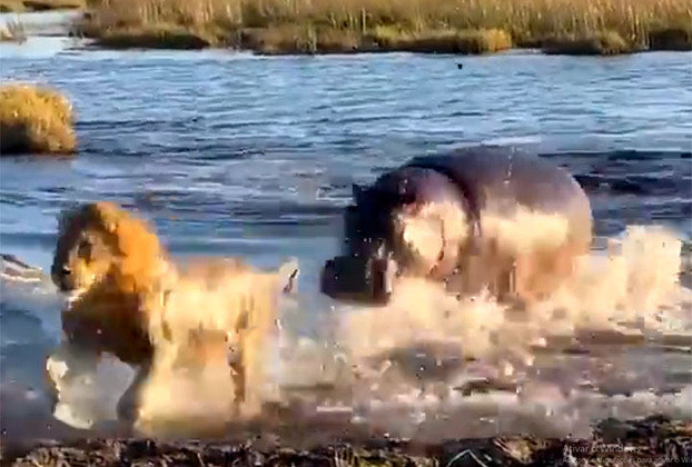 Um dos leões conseguiu chegar até a margem enquanto os outros foram atacados. 