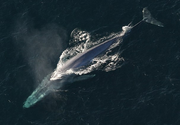 Um dos maiores animais existentes, a baleia-azul pode ter até 30 metros de comprimento. Ela consegue ultrapassar os três dígitos, podendo alcançar os 110 anos de idade. 