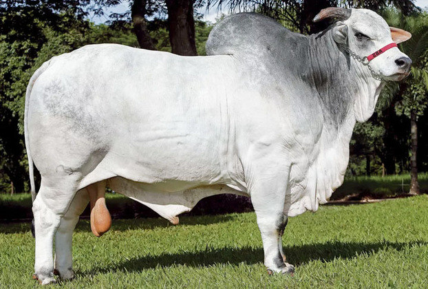 Um dos maiores reprodutores da raça Nelore do Brasil, o touro Sherlock se aposentou. 