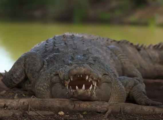 Um dos motivos que as pessoas temem tanto um crocodilo é pela sua enorme boca. E esse medo tem sentido, já que nesta região do corpo esse animal costuma ter entre 70 e 80 dentes!