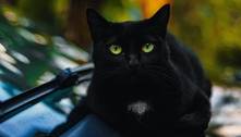Gato preto é o felino mais rico do mundo, com fortuna de R$ 116 milhões