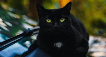 Um gato preto