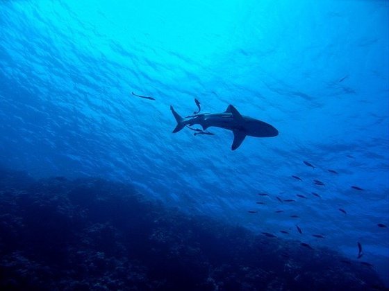 Um jovem desapareceu nas Bahamas após pular no mar, numa área infestada por tubarões. 
