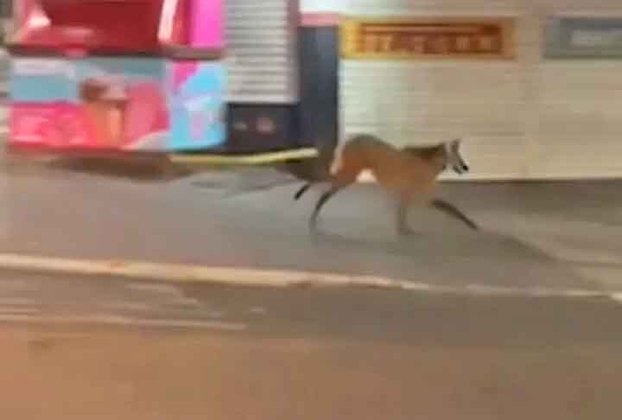 Um lobo-guará foi visto no centro da cidade de Caçapava, no interior do estado de São Paulo. 