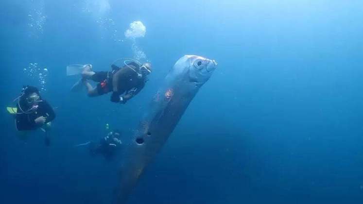 Um peixe gigante flagrado por mergulhadores em Taiwan causou espanto nas redes sociais nos últimos dias. 
