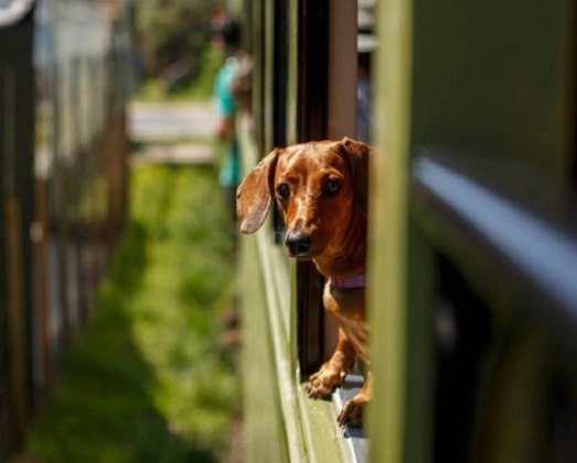 Um ponto que é destaque no serviço da Serra Verde Express é que um dos vagões é pet friendly, ou seja, animais de estimação como cachorros e gatos podem acompanhar seus donos normalmente. 