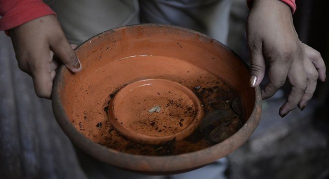 Um recipiente de argila com água parada é o lugar ideal para as larvas eclodirem