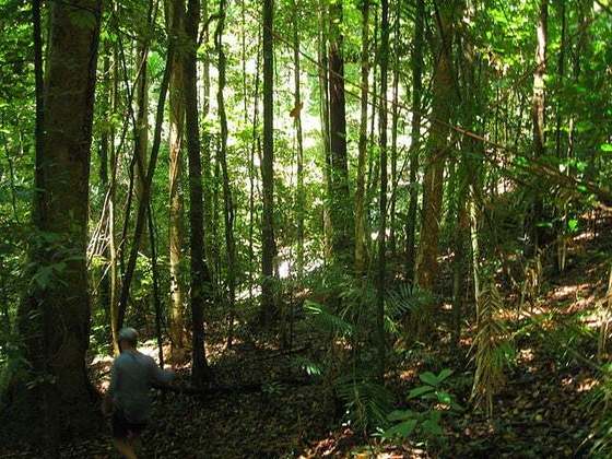 Um terço das espécies de árvores do mundo está em risco de extinção e centenas já estão à beira do completo desaparecimento, segundo um relatório histórico do ano de 2021 publicado pela Botanic Gardens Conservation International. 