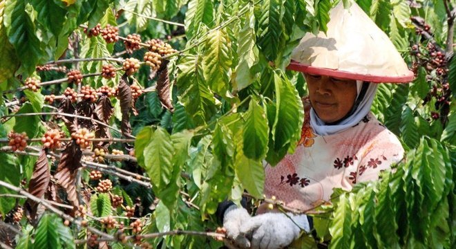 Cientistas dizem que sabemos muito pouco sobre os insetos que são benéficos para nós, como os que polinizam o café