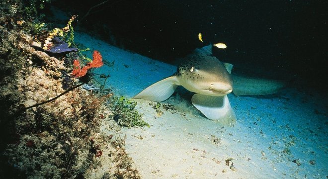 A redução no número de tubarões está afetando a saúde dos recifes de coral