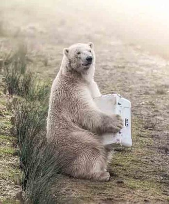 Um urso polar segura seu refrigerador com a névoa no fundo. Certamente, um dos fortes concorrentes na competição.